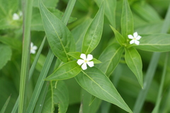 Catharanthus pusillus